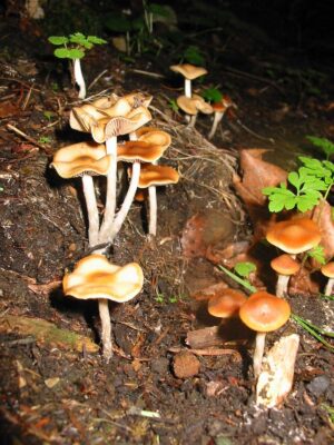 1000018926-1.jpg Psilocybe Cyanescens Mushrooms