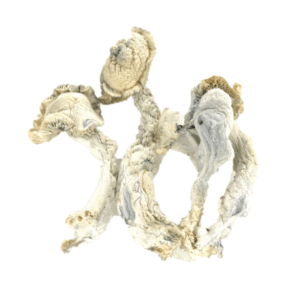 FF8CB8B1-B106-46B5-8567-5325A1CABE40-2.png True Albino Teacher Mushroom