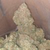 Packman mystery OG