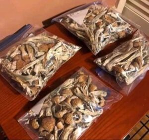az1.jpeg Psilocybe Azurescens mushrooms
