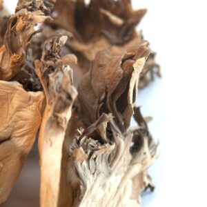 Maitake Mushrooms