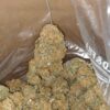 jack-herer-1-1-900x900-1-768x768-1-1.jpeg Packman Berry Payton