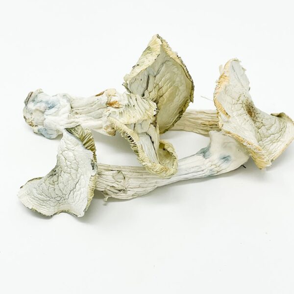 psy12-2.jpg Albino A+ Magic Mushroom