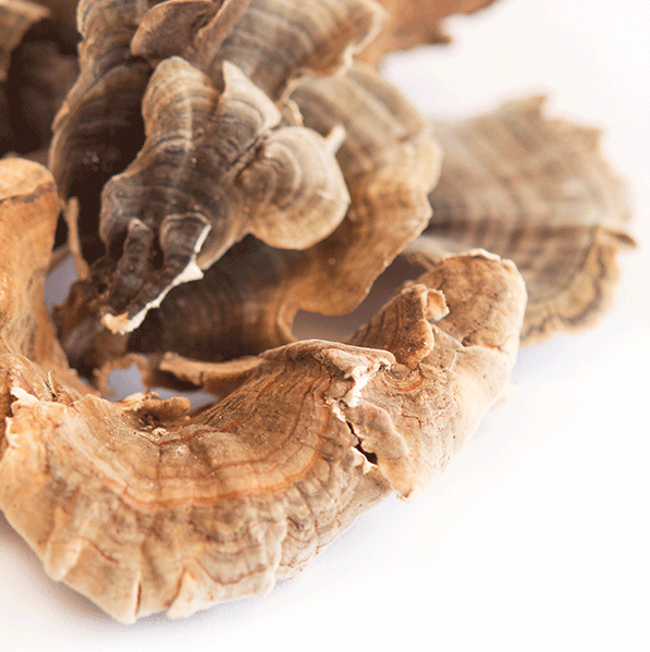 turkey-tail-mushrooms_1-1.png Dried Turkey Tail Mushroom